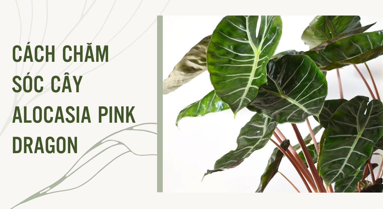 Cách chăm sóc cây Alocasia Pink Dragon.