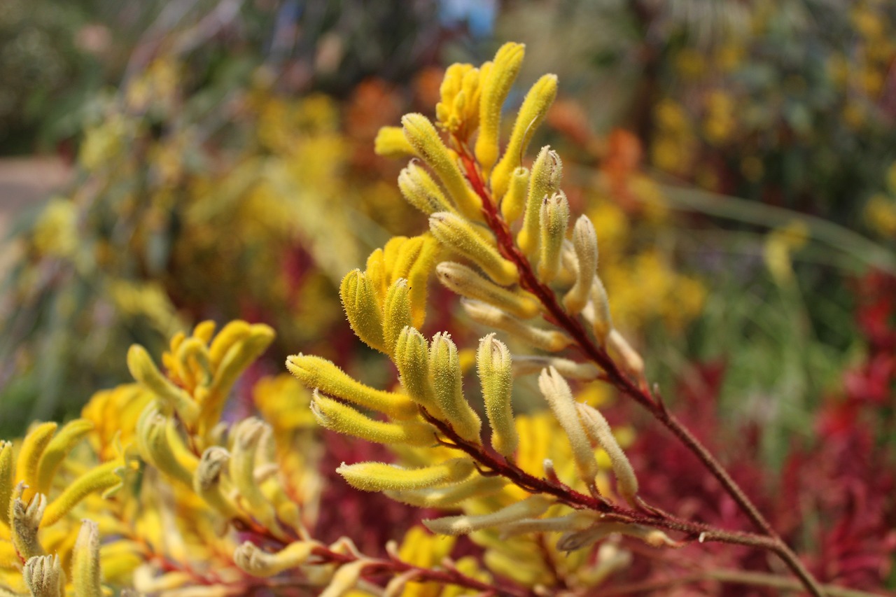 Cách chăm sóc cây Kangaroo Paw để cho hoa đẹp.