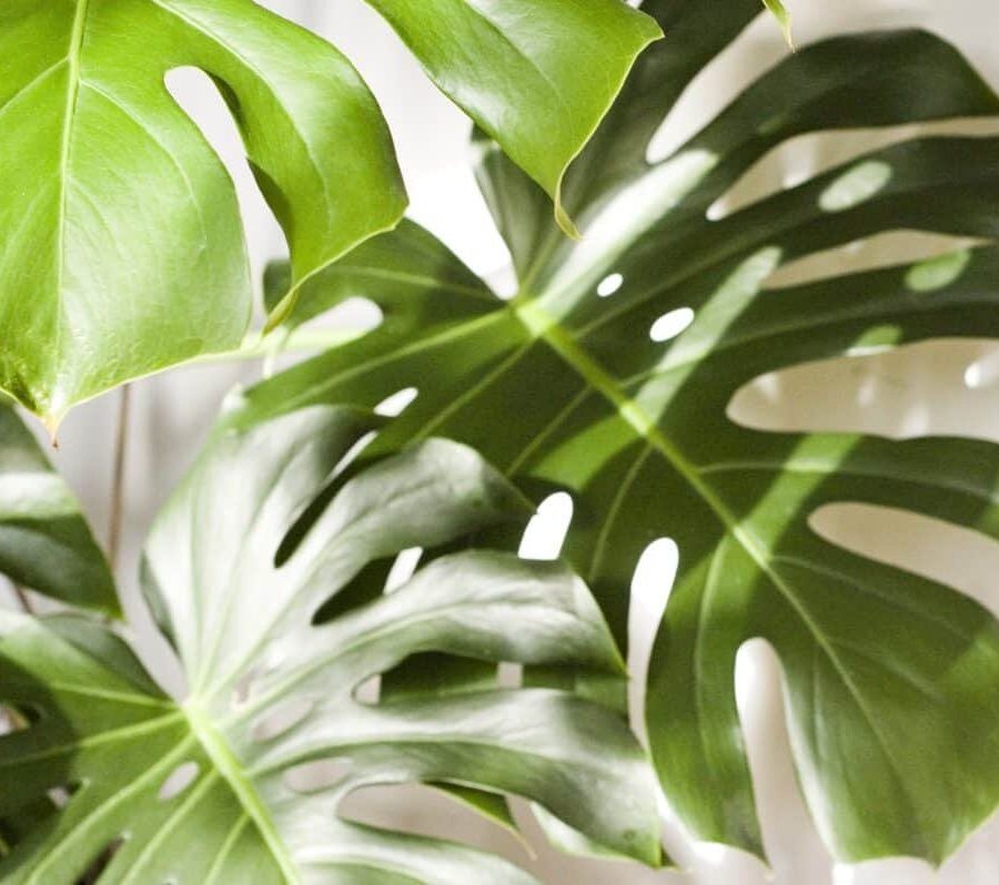 Cách khắc phục bệnh ở monstera borsigiana