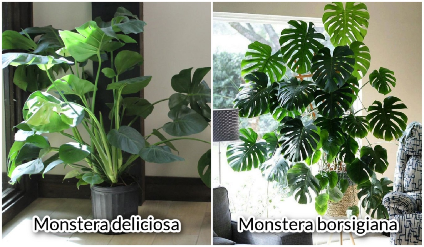 Cách phân biệt cây Monstera borsigiana và Monstera deliciosa
