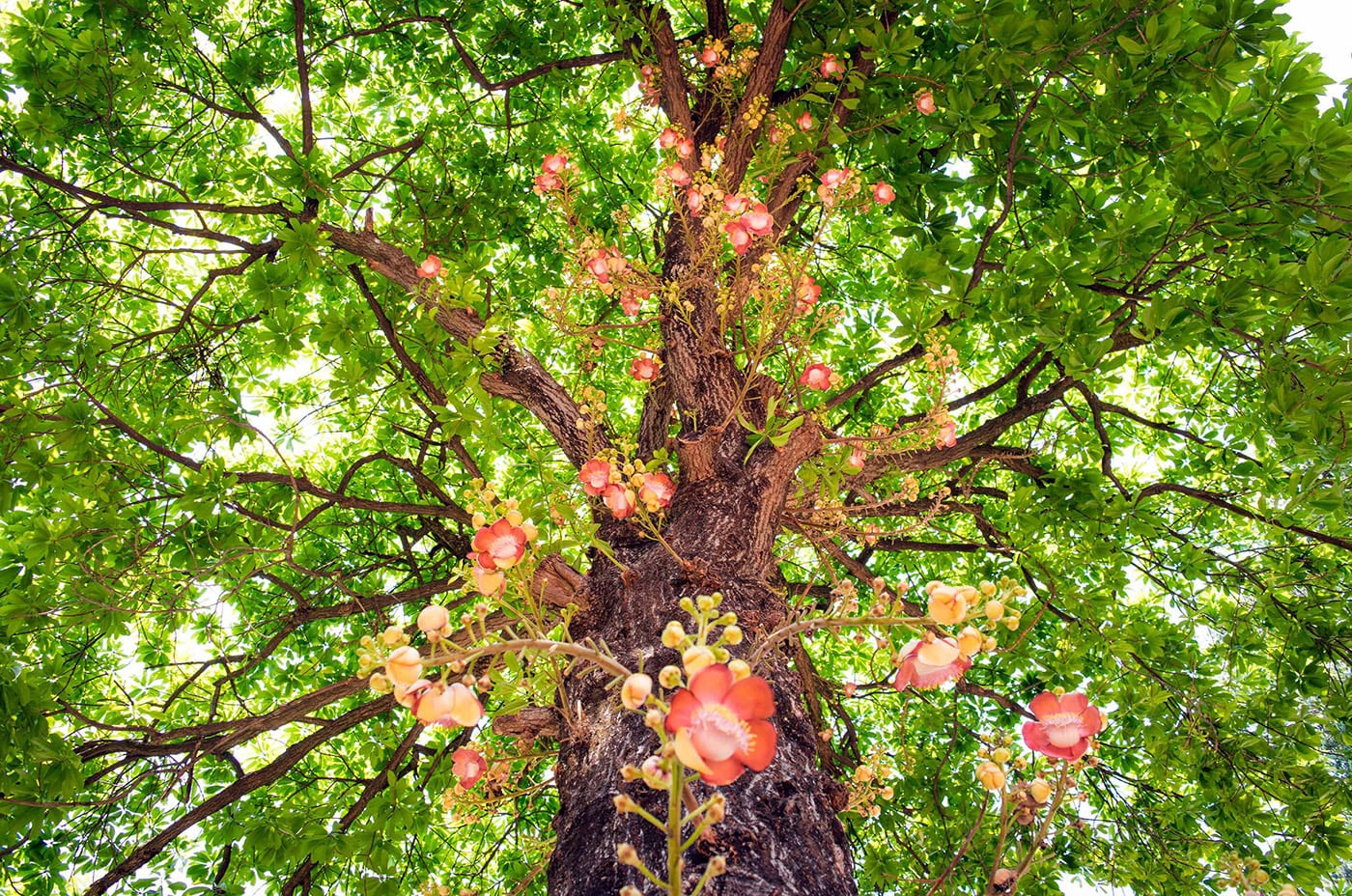 Cây Sala - Ý nghĩa, tác dụng, cách trồng và chăm sóc